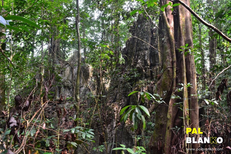 Pal Blanko - Borneo Jungle Image - Thick Bush - Hiking up the Head-hunters Trail