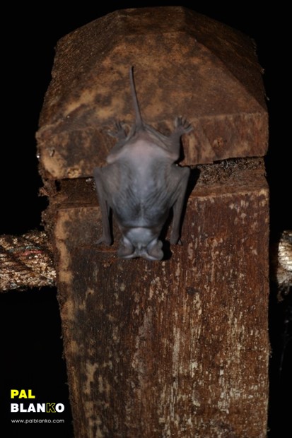 Pal Blanko - Borneo Jungle Image - Mulu Cave, Bat on Fence Post