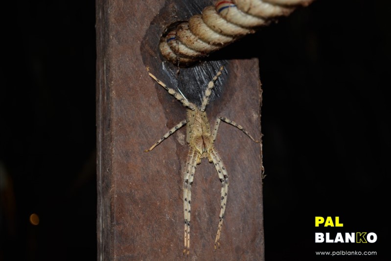 Pal Blanko - Borneo Jungle Image - Spider on Fence Post (compressed)