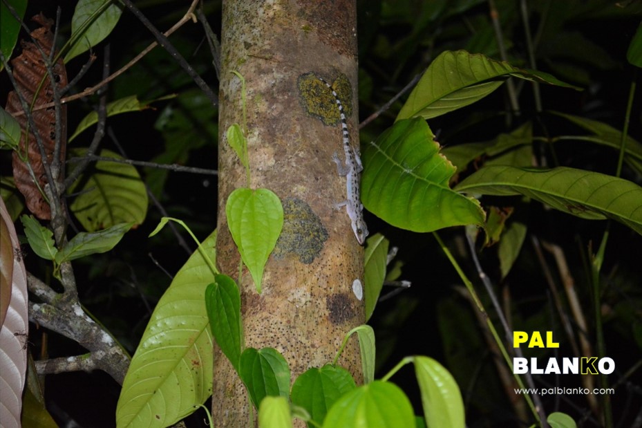 Pal Blanko - Jungle Images - Borneo Blue Geko