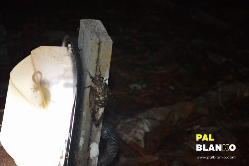 Pal Blanko - Borneo Jungle Image - Gecko and Cicada