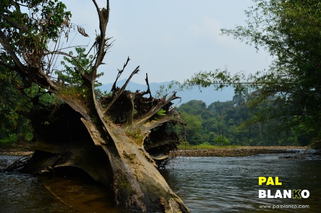 Pal Blanko - Images - Borneo - Tree Trunk In River (Landscape)